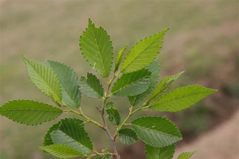 榆錢樹|榆錢:榆樹（Ulmus pumila L.）別稱：榆實、榆子、榆仁、榆莢 